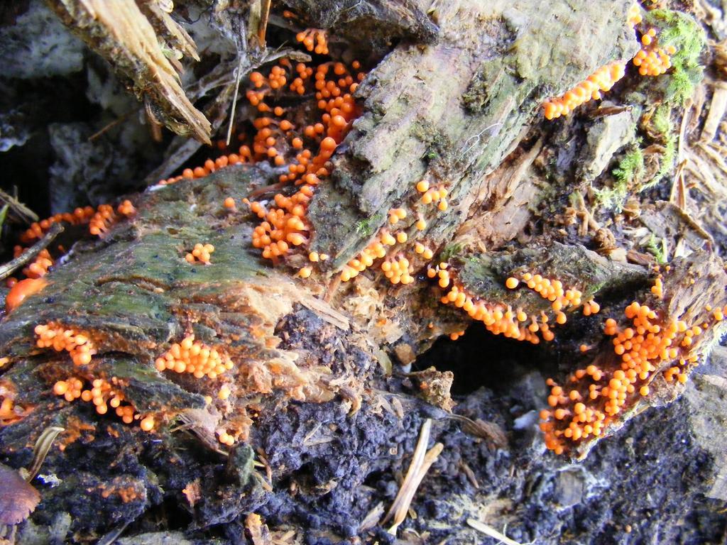 منتجع وفندق فيركو إلغاز ماونتين Ilgaz المظهر الخارجي الصورة